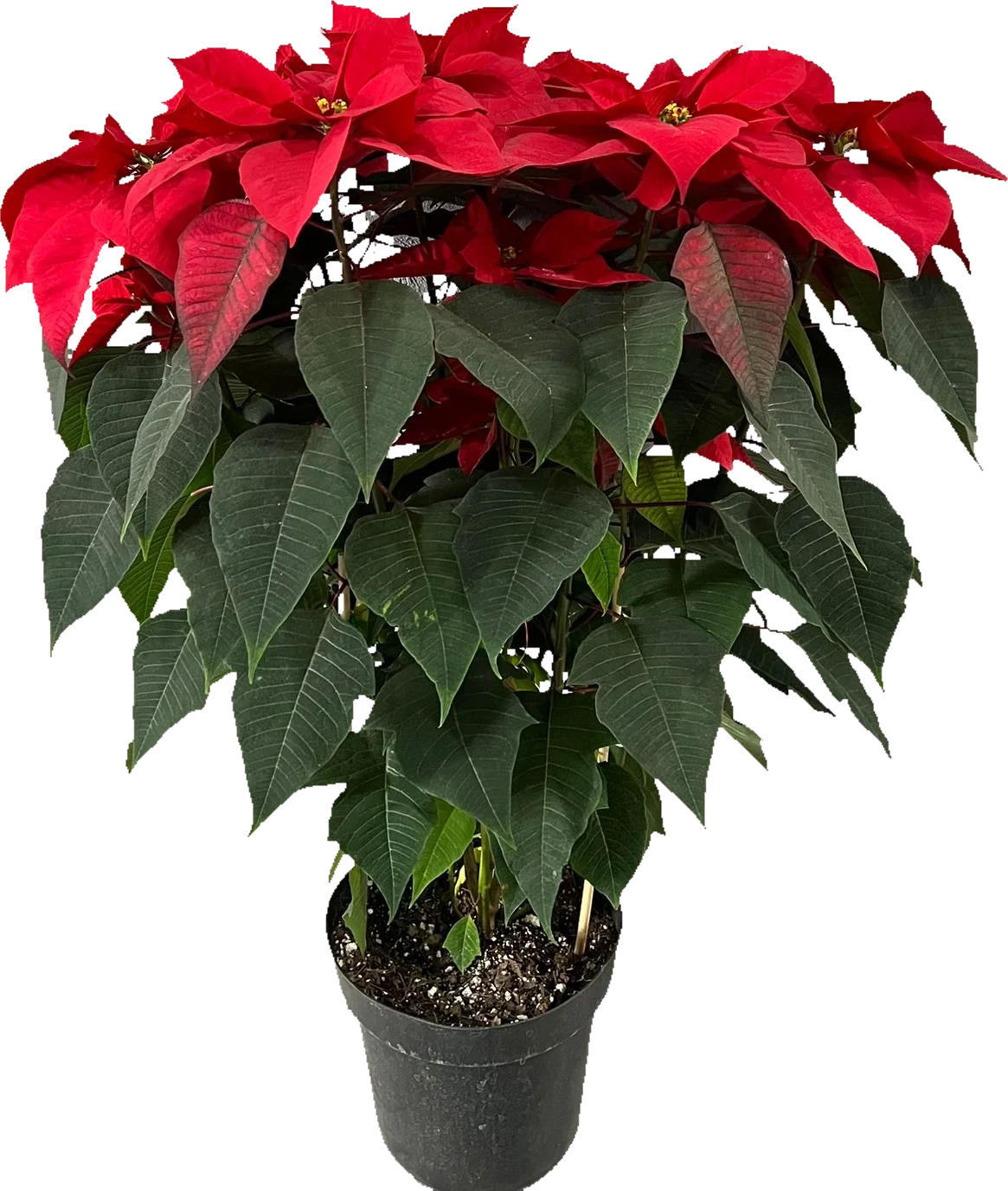 Nochebuena grande (100cm)