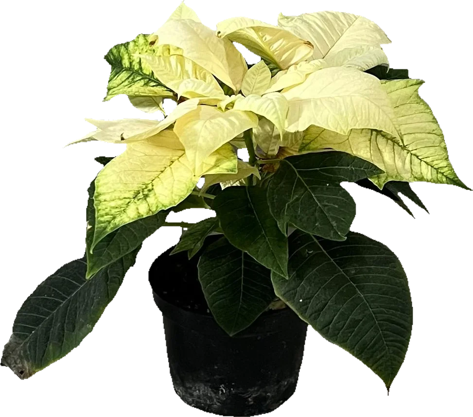Nochebuena pequeña (20cm)
