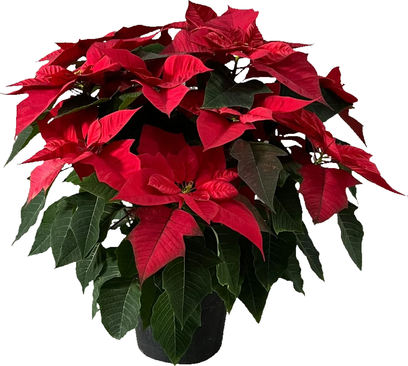 Nochebuena mediana (40cm)